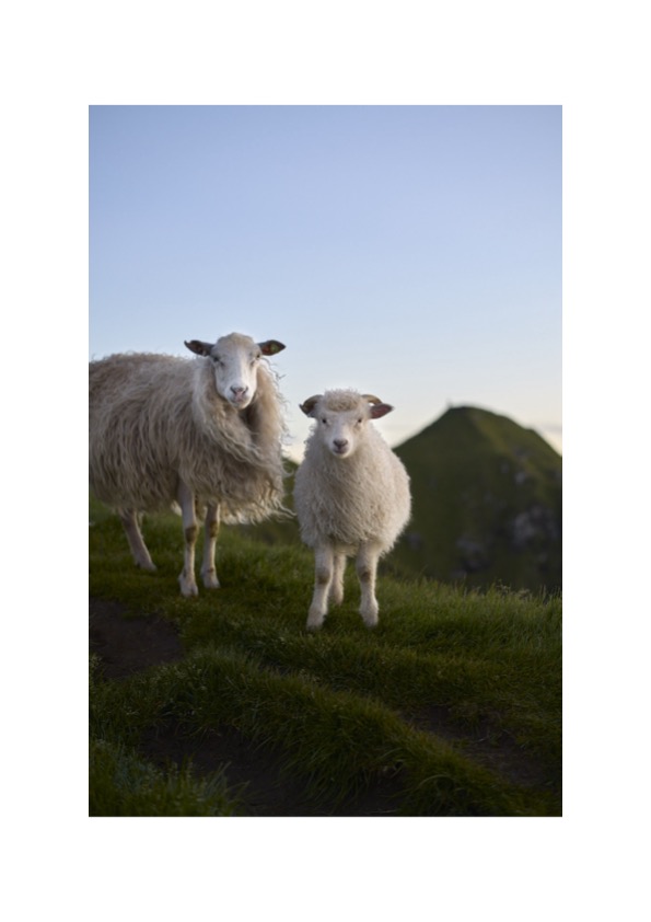 Island Life | A New Showroom Exhibition